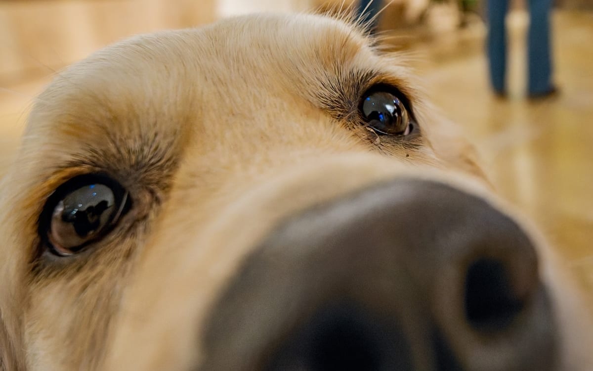 Les animaux et le droit : regards croisés sur la condition animale